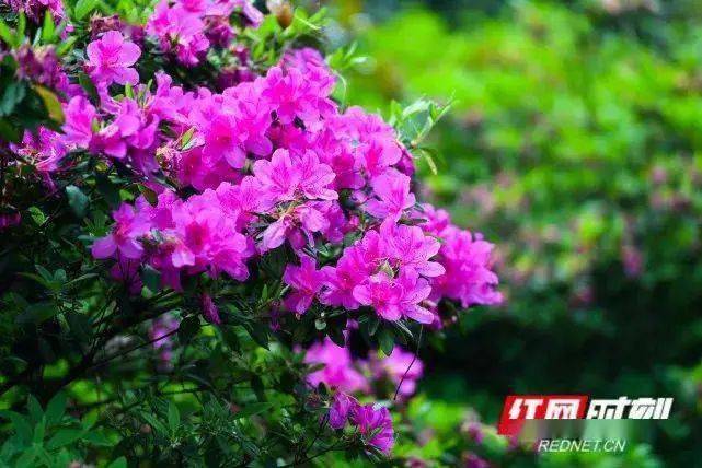 湖南｜苗木花卉種植面積166萬畝 年銷售額140億元(圖2)