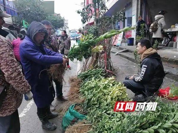 新晃｜春暖種樹(shù)忙 苗木銷售旺(圖1)